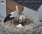 Capi_Dubne_20260622_184503.jpg