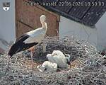 Capi_Dubne_20260622_185003.jpg