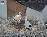 Capi_Dubne_20260622_190003.jpg