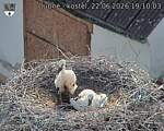 Capi_Dubne_20260622_191003.jpg