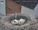 Capi_Dubne_20260622_193003.jpg