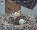 Capi_Dubne_20260622_194003.jpg
