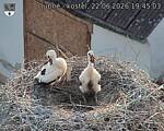 Capi_Dubne_20260622_194503.jpg