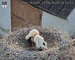 Capi_Dubne_20260622_195002.jpg