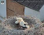 Capi_Dubne_20260622_195502.jpg