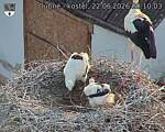 Capi_Dubne_20260622_201003.jpg