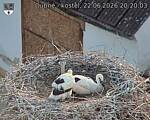 Capi_Dubne_20260622_202003.jpg