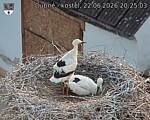 Capi_Dubne_20260622_202503.jpg
