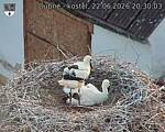 Capi_Dubne_20260622_203003.jpg