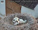 Capi_Dubne_20260622_203503.jpg