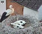 Capi_Dubne_20260622_211503.jpg