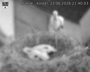 Capi_Dubne_20260622_214003.jpg (1350&nbsp;x&nbsp;1080)