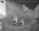 Capi_Dubne_20260622_215502.jpg