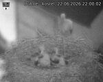 Capi_Dubne_20260622_220002.jpg
