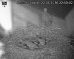 Capi_Dubne_20260622_225002.jpg