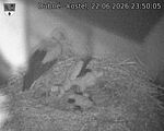 Capi_Dubne_20260622_235005.jpg