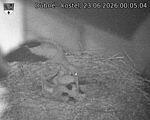 Capi_Dubne_20260623_000505.jpg