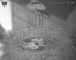 Capi_Dubne_20260623_035004.jpg