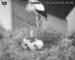 Capi_Dubne_20260623_042004.jpg