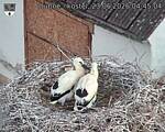Capi_Dubne_20260623_044504.jpg