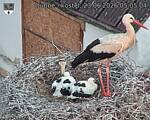 Capi_Dubne_20260623_050504.jpg