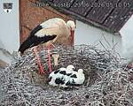 Capi_Dubne_20260623_051005.jpg