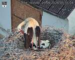 Capi_Dubne_20260623_053504.jpg