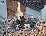 Capi_Dubne_20260623_054005.jpg