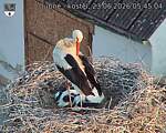 Capi_Dubne_20260623_054504.jpg