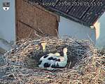 Capi_Dubne_20260623_055505.jpg