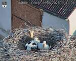 Capi_Dubne_20260623_061004.jpg