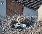 Capi_Dubne_20260623_062505.jpg