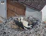 Capi_Dubne_20260623_071504.jpg