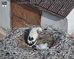 Capi_Dubne_20260623_074504.jpg