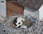 Capi_Dubne_20260623_075004.jpg