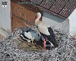 Capi_Dubne_20260623_080504.jpg