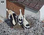 Capi_Dubne_20260623_082505.jpg
