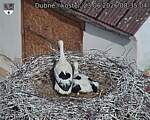 Capi_Dubne_20260623_083504.jpg