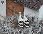 Capi_Dubne_20260623_085004.jpg