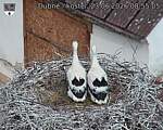 Capi_Dubne_20260623_085505.jpg