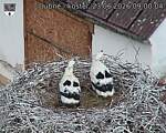 Capi_Dubne_20260623_090004.jpg
