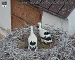 Capi_Dubne_20260623_090504.jpg