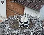 Capi_Dubne_20260623_095004.jpg