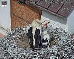 Capi_Dubne_20260623_102504.jpg