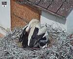 Capi_Dubne_20260623_102605.jpg