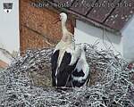 Capi_Dubne_20260623_103004.jpg