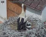 Capi_Dubne_20260623_104105.jpg
