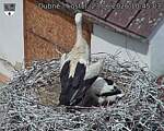 Capi_Dubne_20260623_104503.jpg