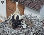 Capi_Dubne_20260623_104804.jpg