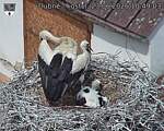 Capi_Dubne_20260623_104903.jpg